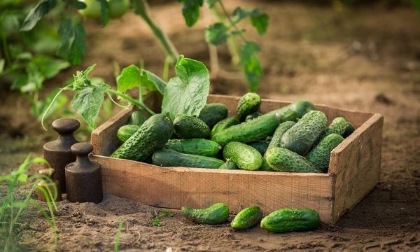 ОГУРЦЫ-МОЛОДЦЫ