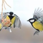 «Хлеба и зрелищ»: «Просвещение» и РГО запустили совместный конкурс добрых дел